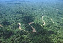 Research: Tree species distributions in Amazonia modeled —