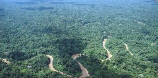 Research: Tree species distributions in Amazonia modeled —