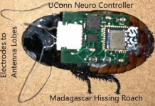 Research: Scientists’ neuro-controller could improve performance of micro biobots —