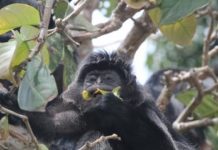 Research: Genetic study shows that Javan lutung monkeys have a poor sense of taste —