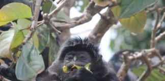 Research: Genetic study shows that Javan lutung monkeys have a poor sense of taste —