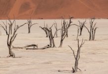 Research: Unravelling the reasons why mass extinctions occur —