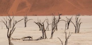 Research: Unravelling the reasons why mass extinctions occur —