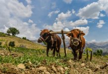 Research: Ancient farmers spared us from glaciers but profoundly changed Earth’s climate —