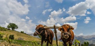 Research: Ancient farmers spared us from glaciers but profoundly changed Earth’s climate —