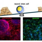 Study: Discovery may improve ability to control the formation of mature cells from stem cell transplants — (Details)