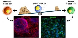 Study: Discovery may improve ability to control the formation of mature cells from stem cell transplants — (Details)
