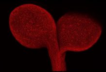 Research: How a hormone helps plants build leaves’ ventilation system —