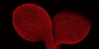 Research: How a hormone helps plants build leaves’ ventilation system —