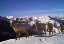 Research: Big game animals must learn to migrate and pass knowledge across generations —