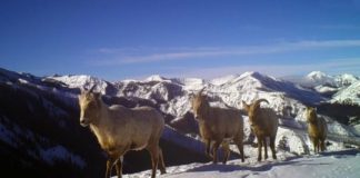 Research: Big game animals must learn to migrate and pass knowledge across generations —