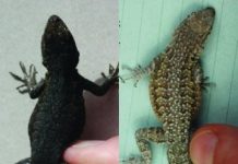 Research: Adaptable lizards illustrate key evolutionary process proposed a century ago —