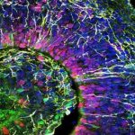 Study: Building a better brain-in-a-dish, faster and cheaper (Details)