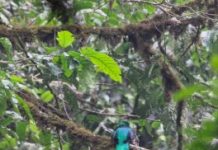 Research: Bird diversity shifts upslope in tropical mountainous terrain —