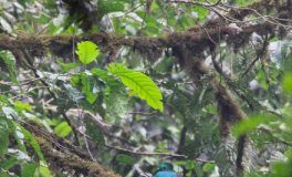 Research: Bird diversity shifts upslope in tropical mountainous terrain —