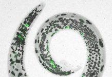 Research: Study illustrates how experience during early growth and development can shape neural circuits —