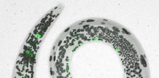 Research: Study illustrates how experience during early growth and development can shape neural circuits —