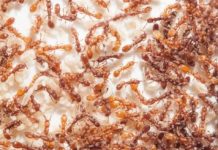 Research: One gene in particular determines whether an ant becomes queen or worker —