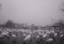 Research: Night-time habits of captive flamingos —