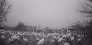 Research: Night-time habits of captive flamingos —