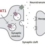 Study: Evolution of psychiatric disorders and human personality traits — (Details)