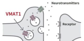 Study: Evolution of psychiatric disorders and human personality traits — (Details)