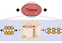 Research: How cells arrange themselves into precise tissue structures like wings is a response, and a resistance, to global mechanical patterning in a tissue —