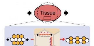 Research: How cells arrange themselves into precise tissue structures like wings is a response, and a resistance, to global mechanical patterning in a tissue —