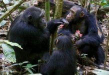 Research: Active participation in group-hunts earns wild chimpanzees meat access —