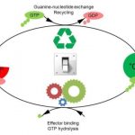 Study: Molecular switches are not just ‘on’ or ‘off’ — (Details)