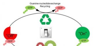 Study: Molecular switches are not just ‘on’ or ‘off’ — (Details)