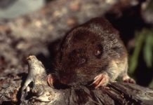 Research: Global warming pushing alpine species higher and higher —