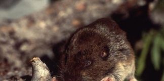 Research: Global warming pushing alpine species higher and higher —