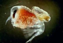 Research: ‘Kidnapping’ in the Antarctic animal world? A puzzling relationship between amphipods and pteropods —
