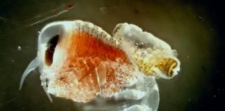 Research: ‘Kidnapping’ in the Antarctic animal world? A puzzling relationship between amphipods and pteropods —