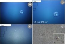 Research: GEOMAR research team develops new workflow for image analysis —