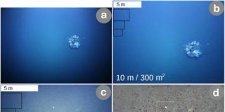 Research: GEOMAR research team develops new workflow for image analysis —