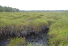 Research: Peatland carbon sinks at risk —