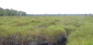 Research: Peatland carbon sinks at risk —
