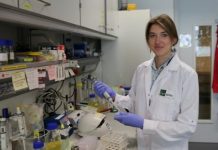 Research: Can you evolve while being robust? Biophysical constraints on evolvability and robustness uncovered —