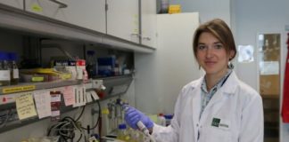 Research: Can you evolve while being robust? Biophysical constraints on evolvability and robustness uncovered —