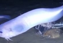 Research: Three new species of fish discovered in the extreme depths of the Pacific Ocean —