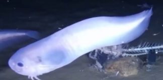 Research: Three new species of fish discovered in the extreme depths of the Pacific Ocean —