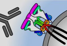 Research: Special antibodies could lead to HIV vaccine —