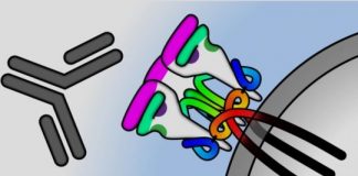 Research: Special antibodies could lead to HIV vaccine —