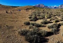 Research: Negative effects of low-severity fire on soil structure and organic matter —