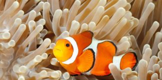 Research: Finding Nemo’s genes —