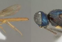 Research: Total of 21 new parasitoid wasps following the first ever revision of their genus —