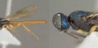 Research: Total of 21 new parasitoid wasps following the first ever revision of their genus —