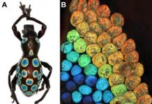 Research: Similar structures could one day be used for brighter cosmetics and better fiber optics —